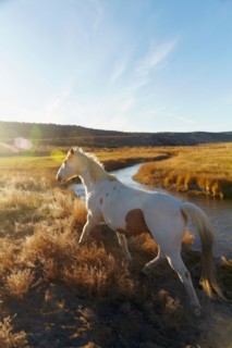 Horse on field