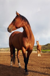 Horses on field