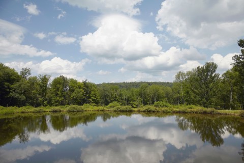 Lake among trees