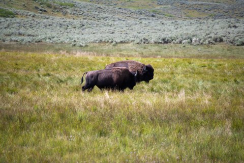 Two buffalo grazing