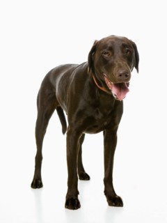 Studio shot of chocolate labrador