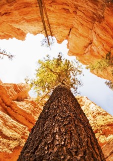 View of rocks, tree and sky. USA, Utah, Bryce Canyon.
Photo : Daniel Grill
