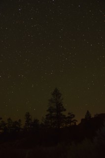 Night sky above trees. USA, Utah, Bryce Canyon.
Photo : Daniel Grill