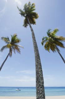 View to sea from beach with palm trees in foreground. British West Indies, Antigua.
Photo : Chris