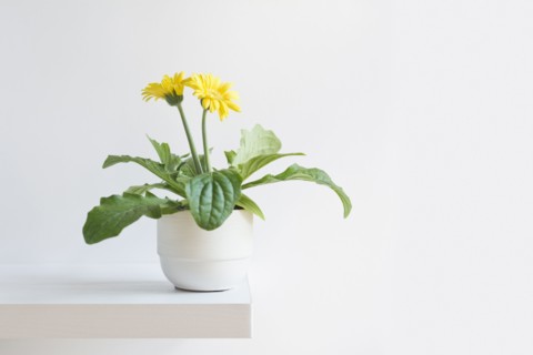 Blooming daisy.
Photo : Kristin Lee