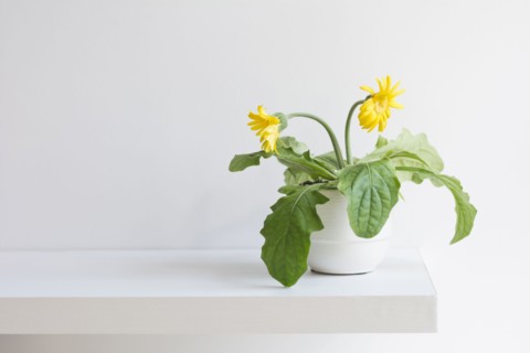 Blooming daisy.
Photo : Kristin Lee