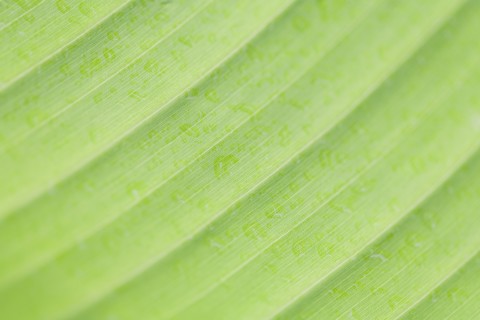 Close-up of leaf's surface.
Photo : Kristin Lee