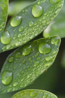 Raindrops on leaf.
Photo : Kristin Lee