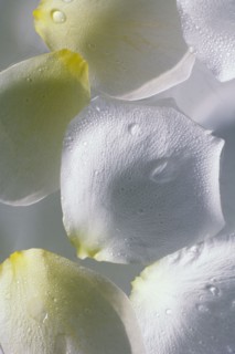 White flower petals used in spa treatment.
Photo : Kristin Lee