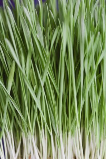 Close-up of wheatgrass.
Photo : Kristin Lee