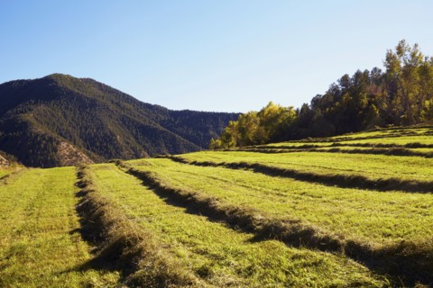 Fields with hay. USA, Western USA, Colorado.
Photo : Kelly