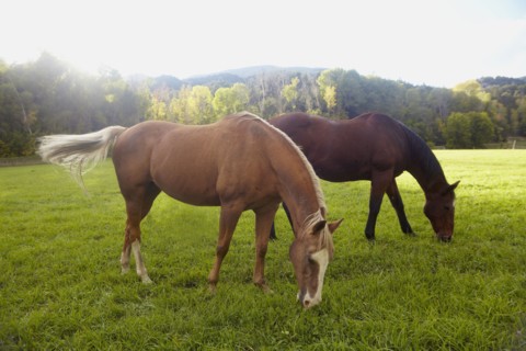 Horses grazing on grass. USA, Western USA, Colorado.
Photo : Kelly