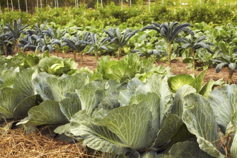 Field of cabbages.
Photo : Kelly