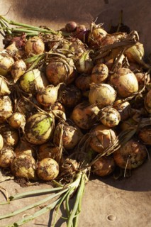 Onions in bowl.
Photo : Kelly