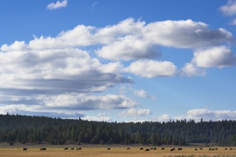 Cows on meadow. USA, Oregon.
Photo : Gary Weathers