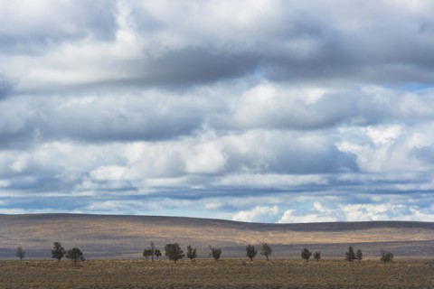 Juniper trees. USA, Oregon, Deschutes County.
Photo : Gary Weathers