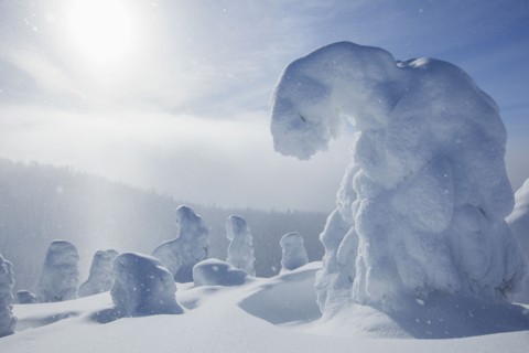 Trees covered with fresh snow. USA, Montana, Whitefish.
Photo : Noah Clayton