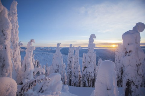 Trees covered with fresh snow. USA, Montana, Whitefish.
Photo : Noah Clayton