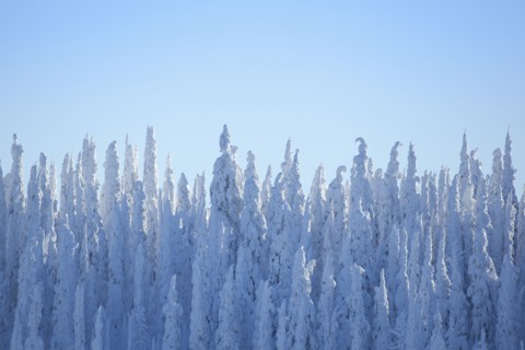 Tree tops covered with fresh snow. USA, Montana, Whitefish.
Photo : Noah Clayton