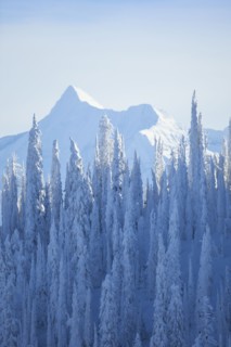 Trees covered with fresh snow. USA, Montana, Glacier National Park.
Photo : Noah Clayton