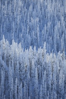 Trees covered with fresh snow. USA, Montana, Whitefish.
Photo : Noah Clayton