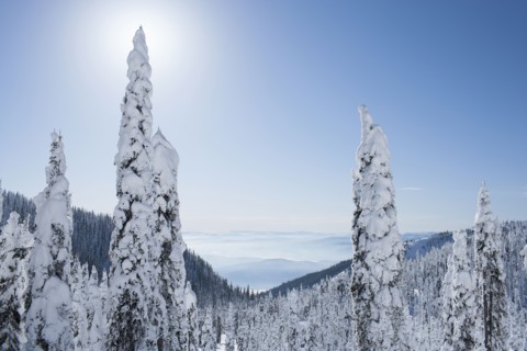 Trees covered with fresh snow. USA, Montana, Whitefish.
Photo : Noah Clayton