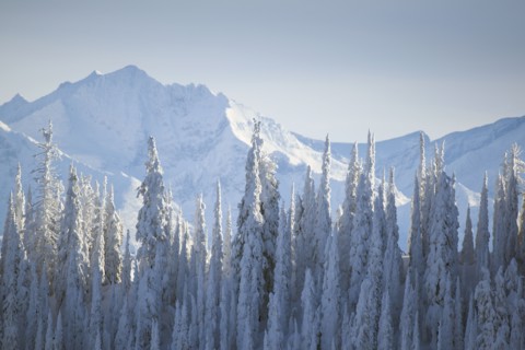 Trees covered with fresh snow. USA, Montana, Glacier National Park.
Photo : Noah Clayton