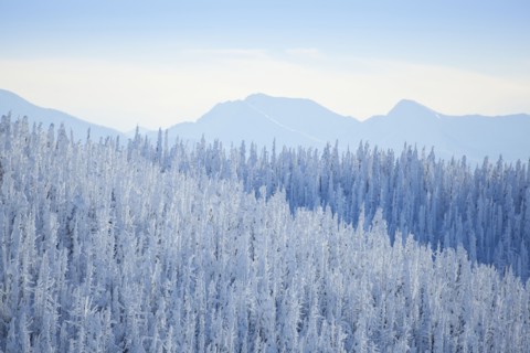 Tree tops covered with fresh snow. USA, Montana, Whitefish.
Photo : Noah Clayton