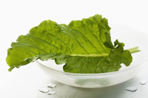 Studio shot of lettuce leaf.
Photo : Karen Schuld