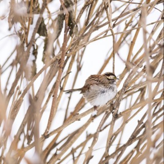 White-throated sparrow. New York City, USA.