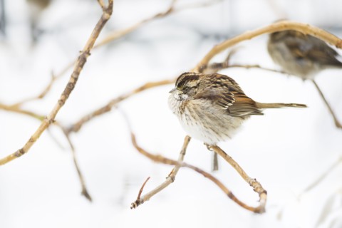 White-throated sparrow. New York City, USA.