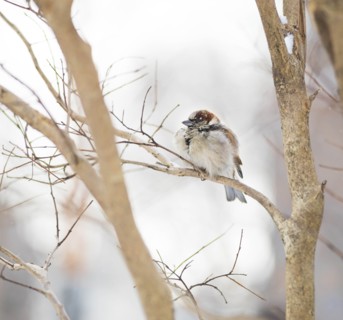 White-throated sparrow. New York City, USA.
