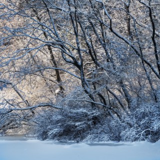 Winter in Central Park. New York City, USA.