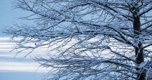 Bare tree in Central Park in winter. New York City, USA.