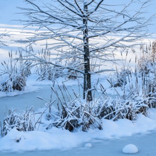 Bare tree and frozen lake in Central Park. New York City, USA.