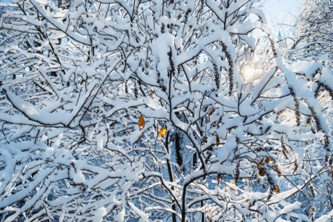 Tree covered with snow. New York City, USA.