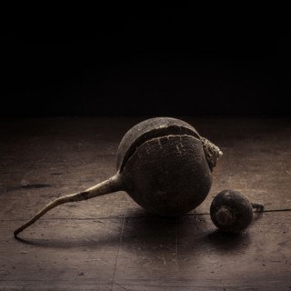 Studio shot of turnip.