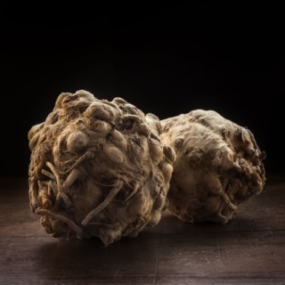 Studio shot of celeriac.