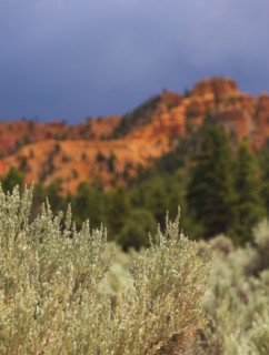 Bryce Canyon National Park. Bryce Canyon National Park, Utah, USA.
Photo : Daniel Grill