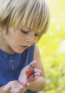 Boy (4-5) watching butterfly.
Photo : Daniel Grill
