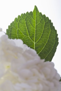 Studio shot of leaf.
Photo : Kristin Lee
