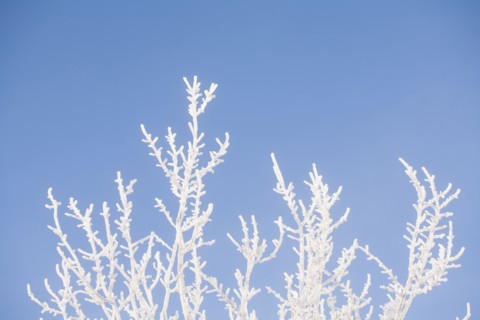 Tree in winter against clear sky.
Photo : Maisie Paterson