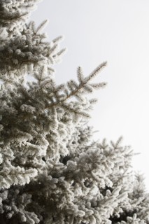 Pine tree in winter against clear sky.
Photo : Maisie Paterson