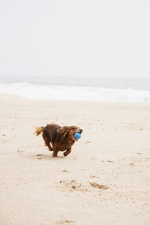Happy dachshund running on beach with ball in mouth.
Photo : Maisie Paterson