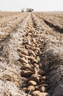 Potato harvest. Colorado, USA.
Photo : Maisie Paterson