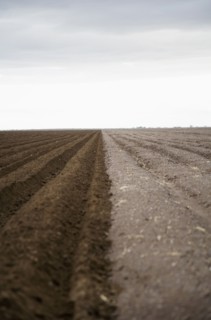 Potato field. Colorado, USA.
Photo : Maisie Paterson