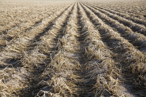 Potato field awaiting harvesting. Colorado, USA.
Photo : Maisie Paterson