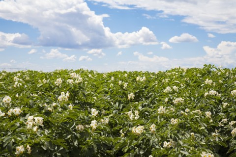 Flowering potato plants. Colorado, USA.
Photo : Maisie Paterson
