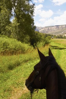 Close-up of horse's head on meadow. Colorado, USA.
Photo : Kelly