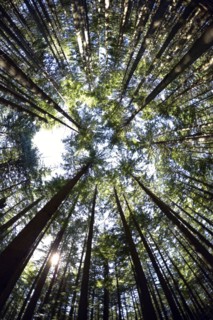Low angle view of hemlock grove. British Columbia, Canada.
Photo : Kelly